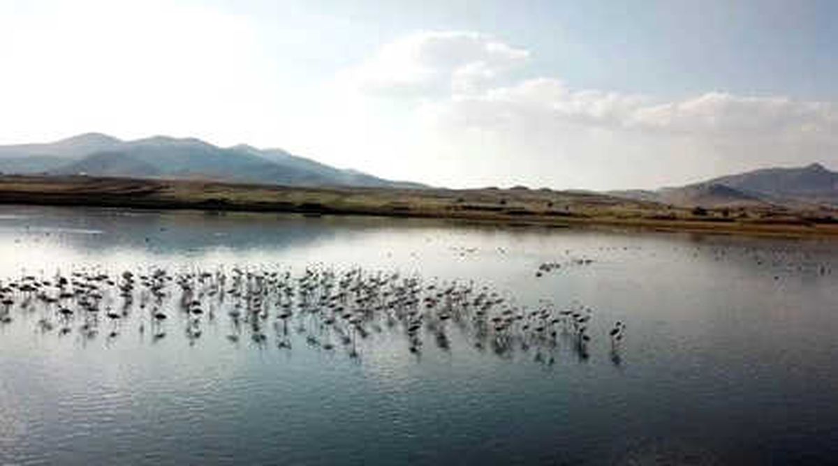 Karataş Gölü'ne Flamingo Akını