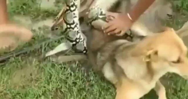 Üç Gencin, Dev Yılan Tarafından Boğulan Köpeği Elleriyle Kurtardığı Anlar Kamerada