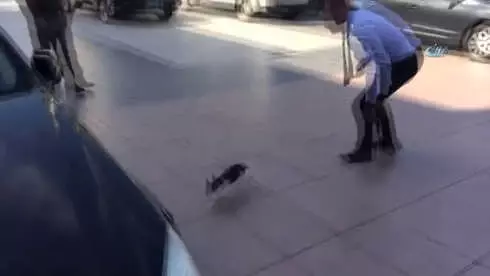 Manisa Valiliği Önünde Kedi Seferberliği