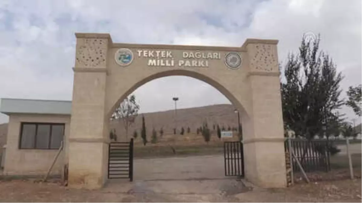 Türkiye'den İki Yeni Bitki Dünya Literatüründe