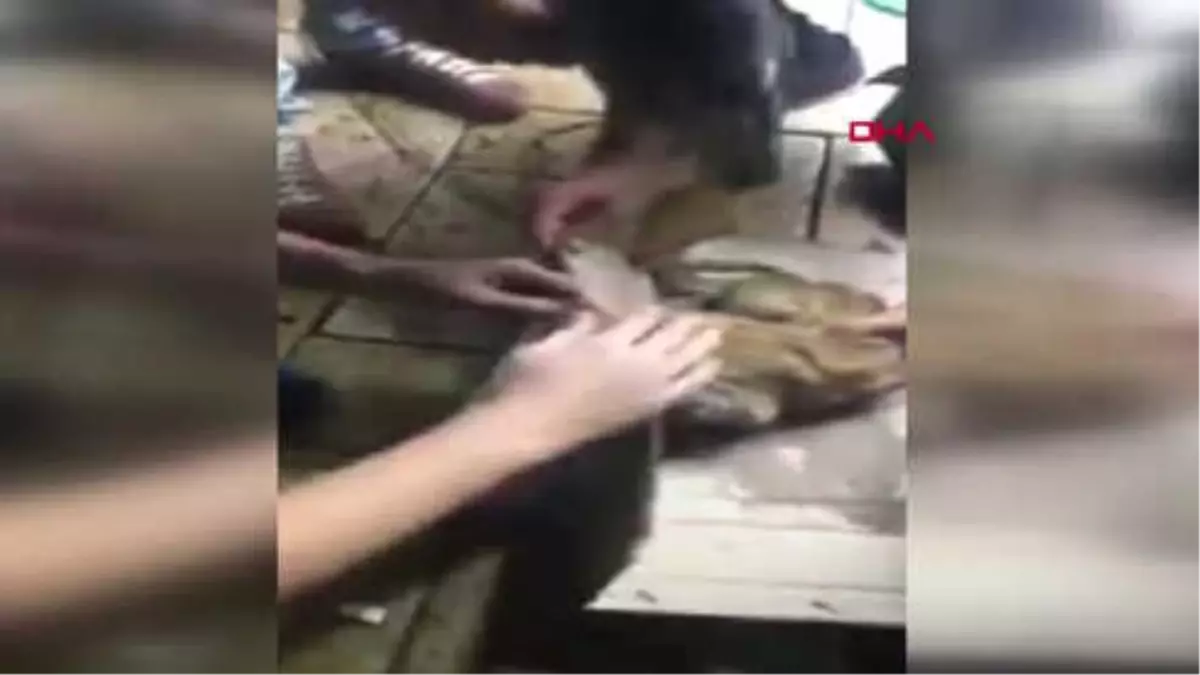 Denizli O Kediden Kötü Haber