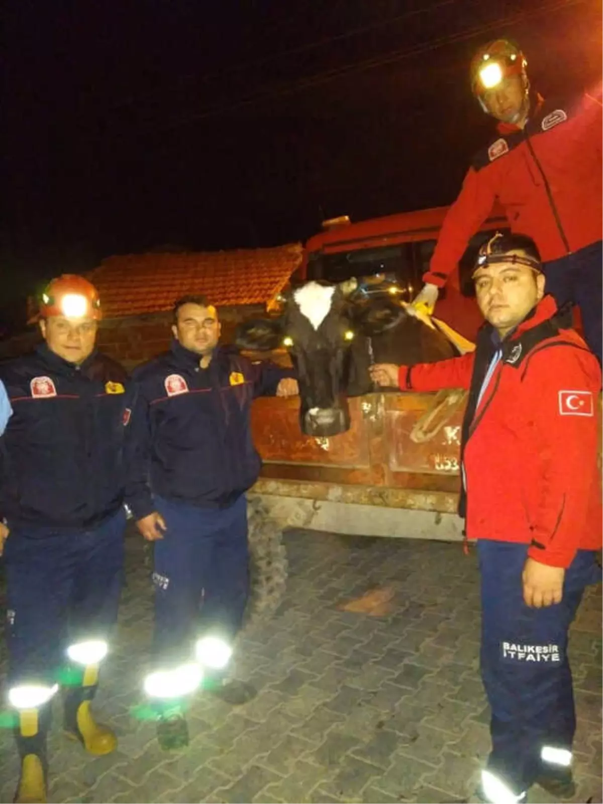 Kurt Saldırısından Kaçan İneği İtfaiye Kurtardı