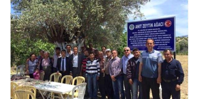 1300 Yıllık Ağaçtan Elde Edilen Zeytinyağı 20 Bin Liraya Satıldı