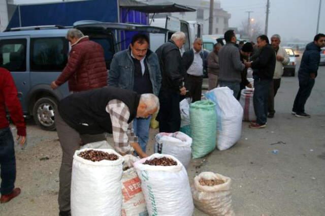 Düzce Kuzu Diye Biliniyor Türkiye'ye Yayılıyor