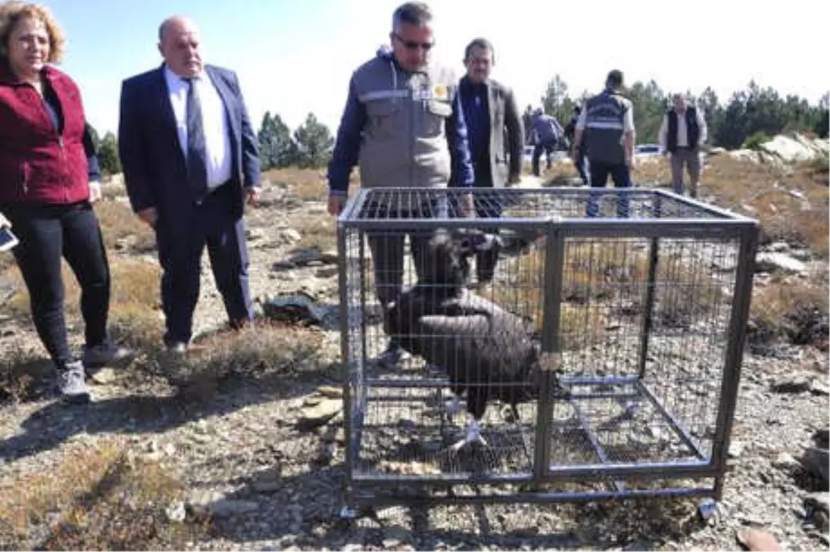Tedavi Edilen Kara Akbaba ve Orman Kartalı Doğaya Salındı