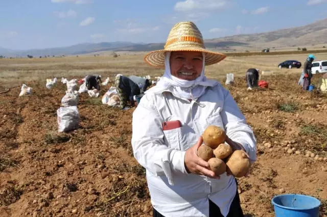 Köse'de Patates Hasadı Tarla Günü Yapıldı Köse'de Patates Hasadı Tarla Günü Yapıldı