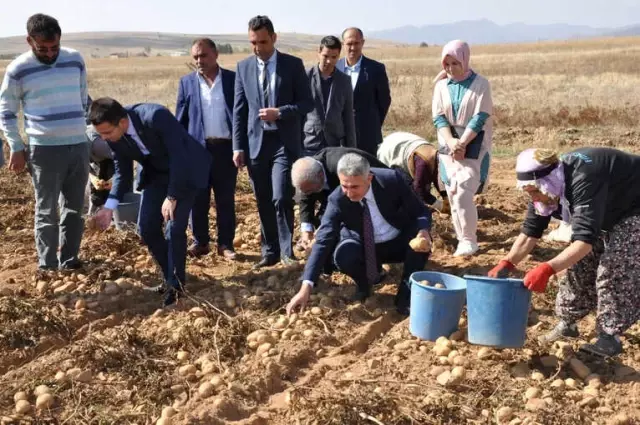 Köse'de Patates Hasadı Tarla Günü Yapıldı Köse'de Patates Hasadı Tarla Günü Yapıldı