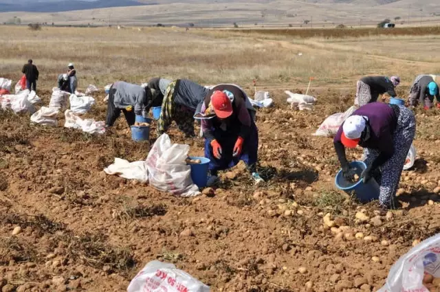 Köse'de Patates Hasadı Tarla Günü Yapıldı Köse'de Patates Hasadı Tarla Günü Yapıldı