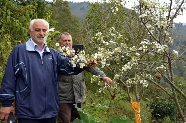 Ordu'da Armut Ağacı Meyvesi Üzerinde Çiçek Açtı