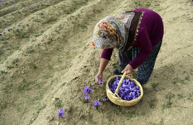 Safranbolu'nun Mucize Bitkisi Safran Üreticisinin Yüzünü Güldürdü! Kilosu 30 Bin Liradan Satılıyor