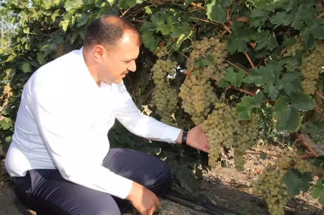 Vali Kaldırım;