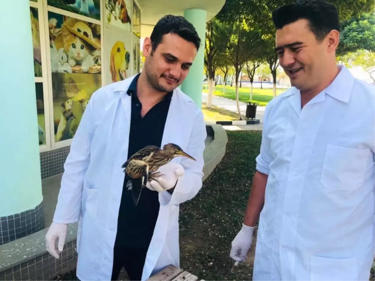 Yaralı Balaban Tedavi Altına Alındı