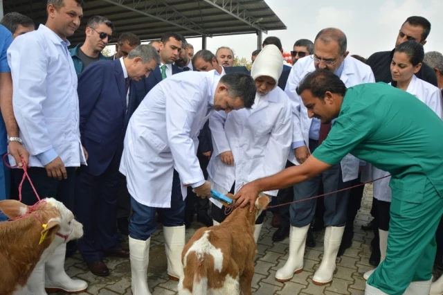 Bakan Pakdemirli'den Müjde &quot;Yerli Karkas Et Fiyatları 29 TL'den