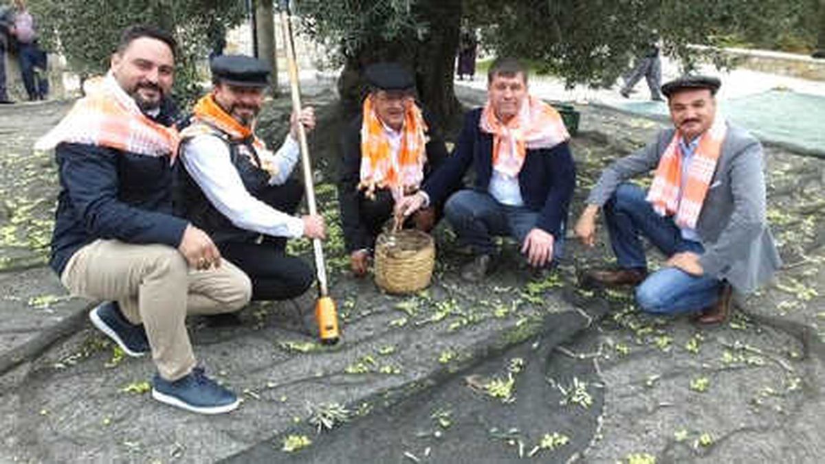 Gömeç'te Renkli Zeytin Hasat Şenliği