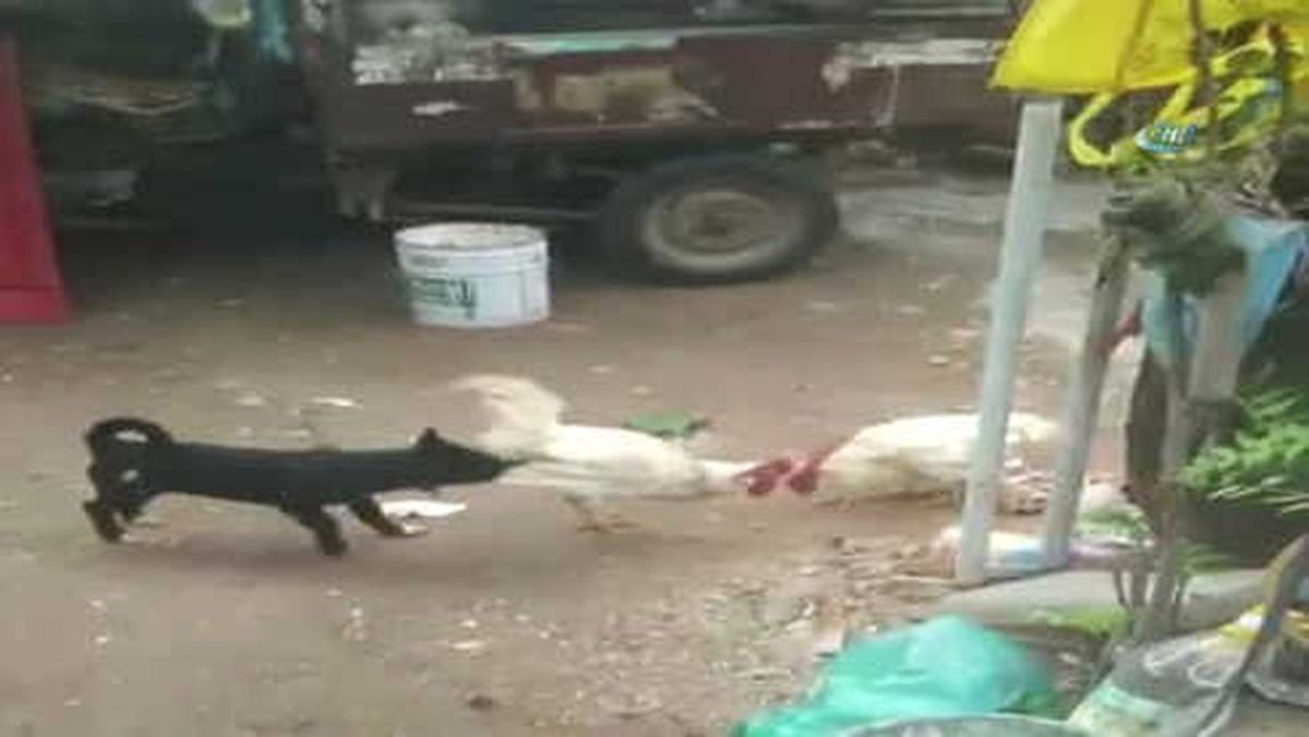 Kavga Eden Horozları Ayırmaya Çalışan Yavru Köpeğin Çabası Güldürdü