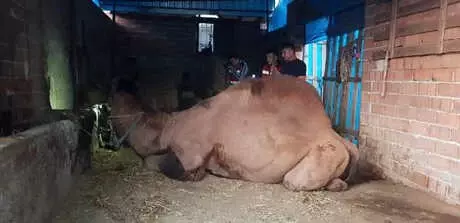 Şampiyon Deve Sahibini Öldürdü