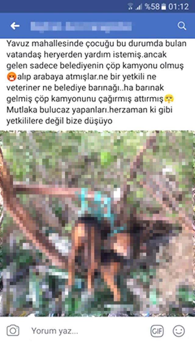 Ağaca Bağladıkları Köpeğe Tecavüz Ettiler