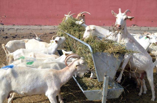 Devlet Desteği ile Çiftlik Kuran Besici 314 Keçiden Günde 400 Litre Süt Üretiyor