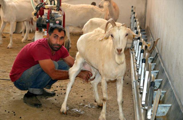 Devlet Desteği ile Çiftlik Kuran Besici 314 Keçiden Günde 400 Litre Süt Üretiyor