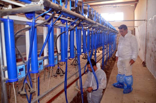 Devlet Desteği ile Çiftlik Kuran Besici 314 Keçiden Günde 400 Litre Süt Üretiyor