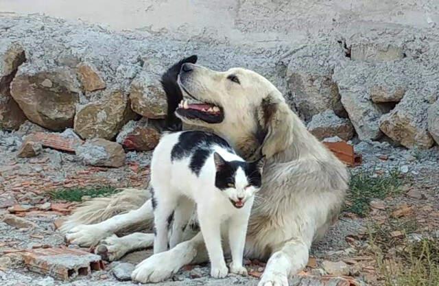 Köpeğe Masaj Yapan Kedi Görenleri Şaşırttı