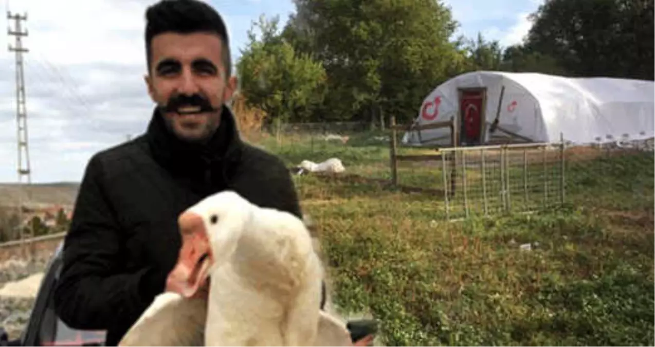 Üniversite Öğrencisi Genç, Kurduğu Kaz Çiftliğiyle Paraya Para Demiyor