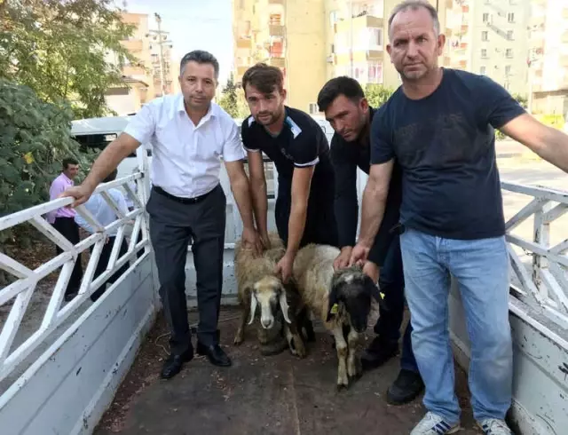 Erdemli'de Genç Çiftçilere Koyun Dağıtıldı