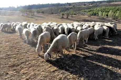 Küçükbaş Hayvancılıkla İthal Et Sorunundan Kurtuluruz'