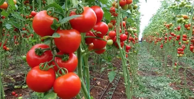 Domatesin Kilosu Tarladan 3,60'a Alınırken Markette 8,90'a Satılıyor Domatesin Kilosu Tarladan 3,60'a Alınırken Markette 8,90'a Satılıyor