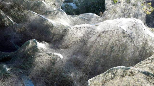 Vistonia Gölü Örümcek Ağlarıyla Kaplandı