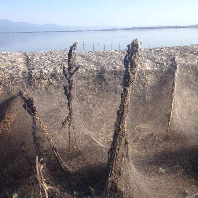 Vistonia Gölü Örümcek Ağlarıyla Kaplandı