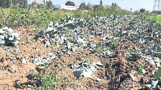 İzmir'de Bir Çiftçi Tarlayı Lağım Suyuyla Sularken Yakalandı