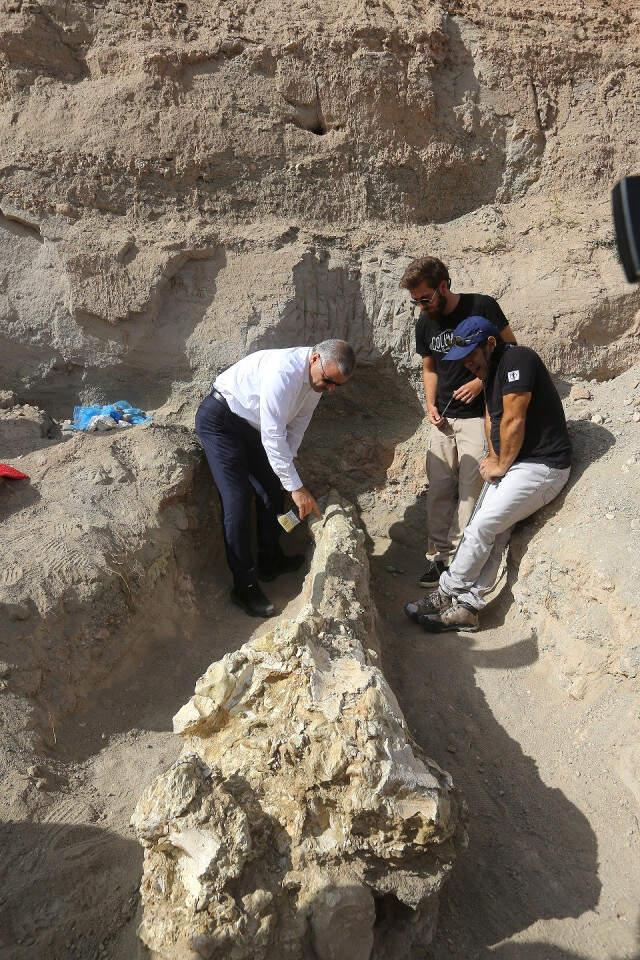 Kayseri'de 2 Metre 40 Santim Uzunluğunda Fil Kafası Bulundu