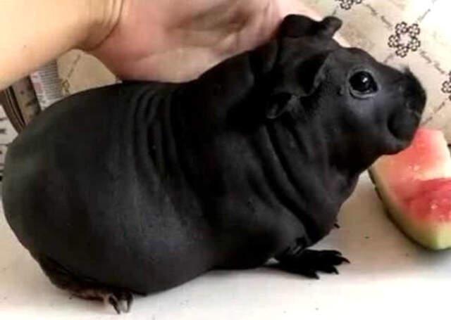 Kendisine Eşlik Etsin Diye Aldığı Köpek Sıçan Çıktı