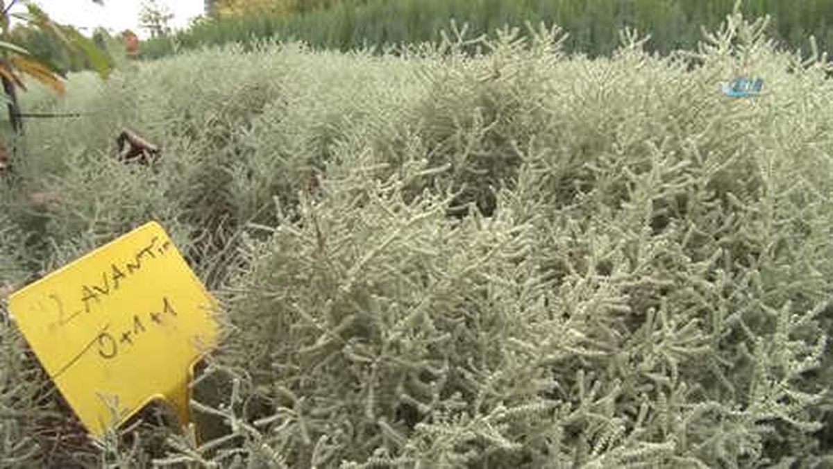 Bursa'nın Hem Havası, Hem Manzarası Aromatik Bitkilerle Değişecek