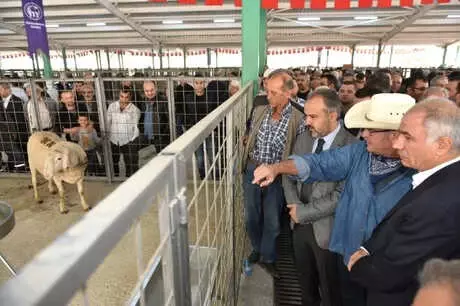 Güney Marmara'nın En Büyük Canlı Hayvan Pazarı Açıldı Güney Marmara'nın En Büyük Canlı Hayvan Pazarı Açıldı