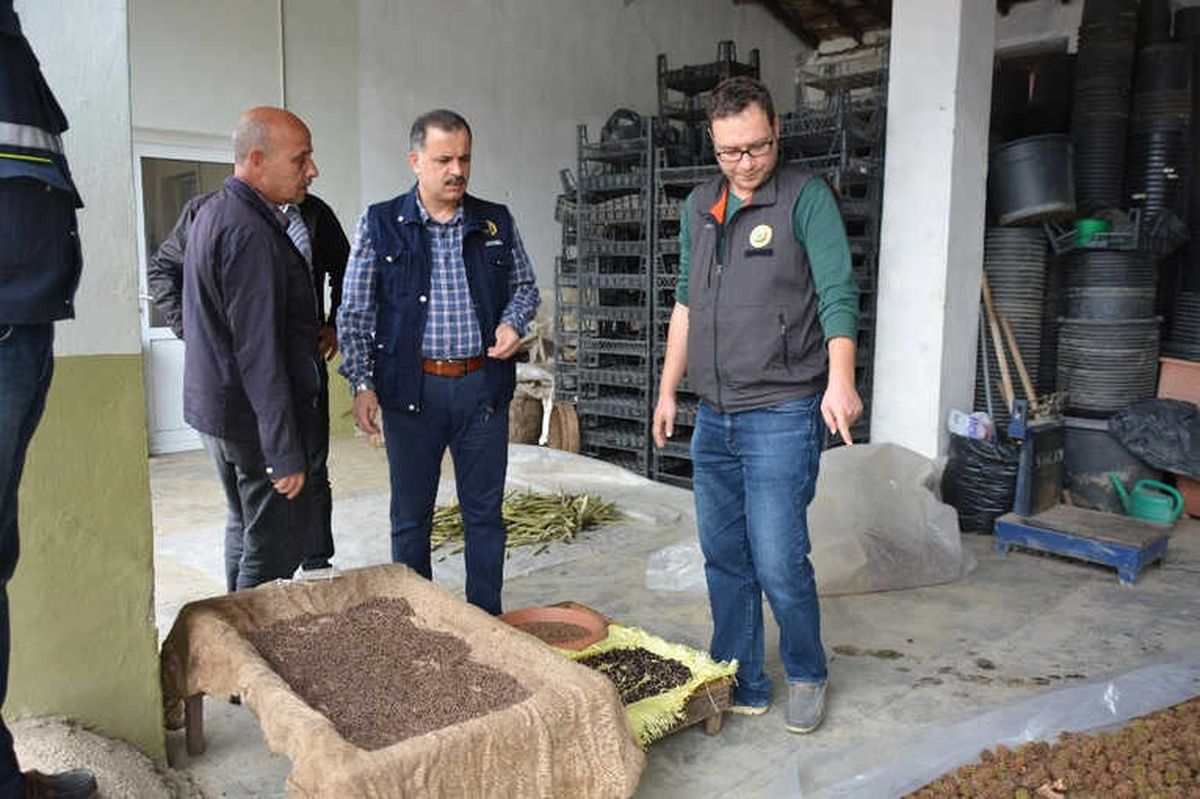 Bursa Lavanta Kokacak