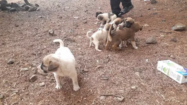 Sokağa Bırakılan Köpek Yavruları ile Birlikte Not da Bulundu
