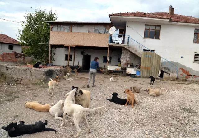 ev kopekleri