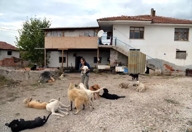 Sokak Köpekleri İçin Ev Kiraladı haberi fotografı, fotografları