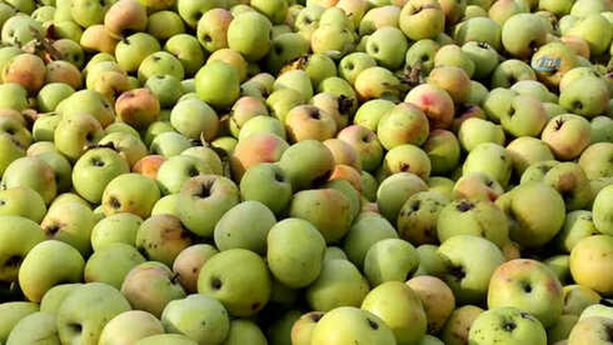 Adı da Tadı da Özel Olan 'Göbek' Elmasında Hasat Zamanı