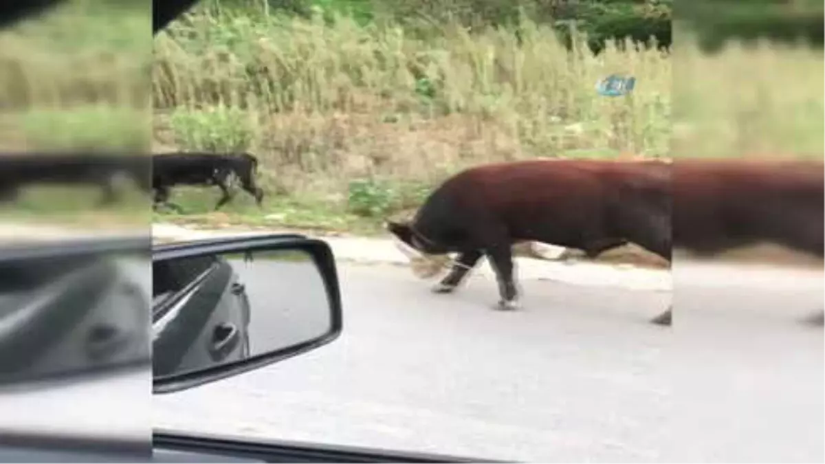 Giresun'da İneklere İşkence Gibi Uygulama ile İlgili İnceleme Başlatıldı