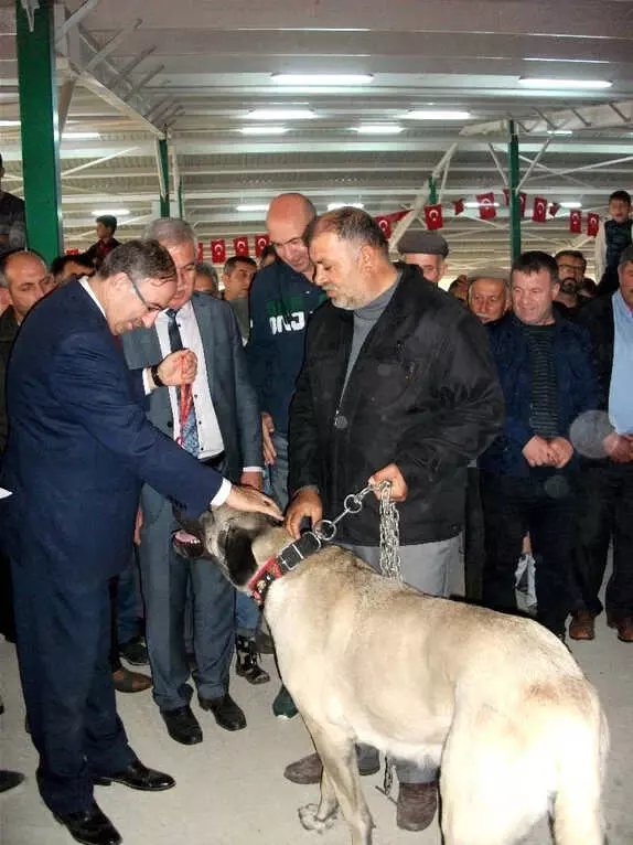 Hayvanlar En Güzel Olmak İçin Yarıştı Hayvanlar En Güzel Olmak İçin Yarıştı