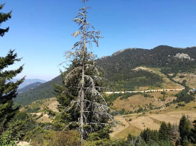 Kuruyan Ladin Ağaçları, Orduluları Tedirgin Etmeye Başladı