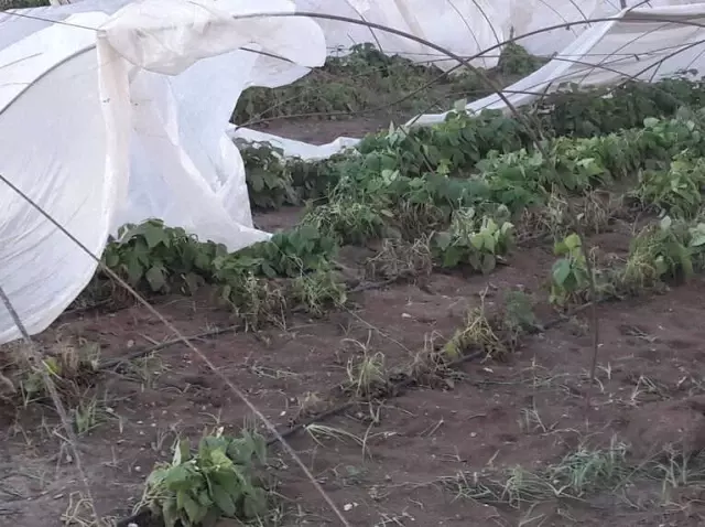 Tarsus'ta Dolu Ekili Tarlalara Büyük Zarar Verdi