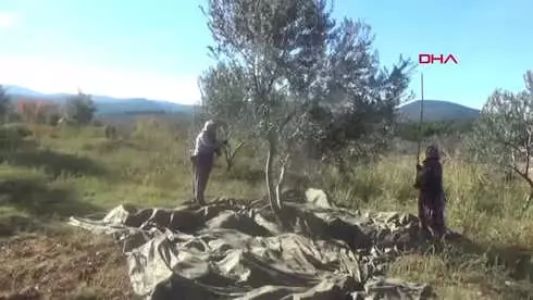 Kazdağları'nda Zeytin Sineği Ürünlerin Yüzde 80'ine Zarar Verdi