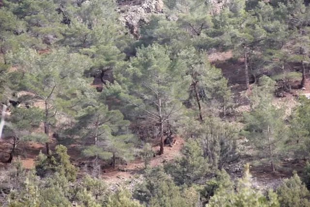 Beypazarı'nda Kaybolan 3 Kişi Ormanda Bulundu