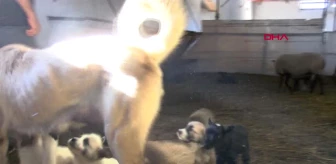 Zonguldak Kangal Köpeği 'Kezban', Kuzulara da Annelik Yapıyor