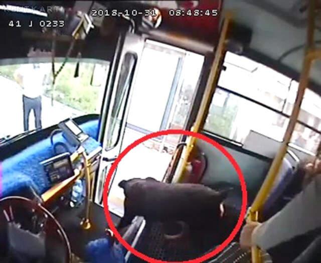 Halk Otobüsüne Binen Köpek, Ortalığı Savaş Alanına Çevirdi