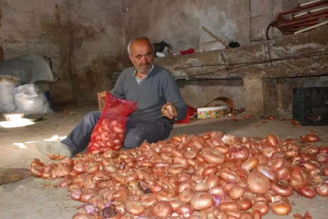 Soğan Depolarda Çürümeye Başladı, Fiyat Artışı Bekleniyor Soğan Depolarda Çürümeye Başladı, Fiyat Artışı Bekleniyor